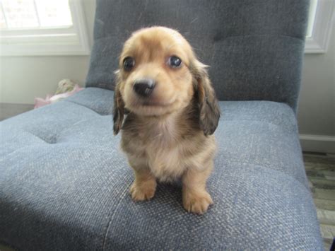 More Miniature Dachshund Dogs for Adoption. . Heartfelt dachshunds